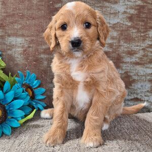 Goldendoodle Puppy Cherub