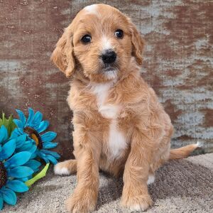 Goldendoodle Puppy Cherub