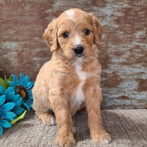 Goldendoodle Puppy Cherub