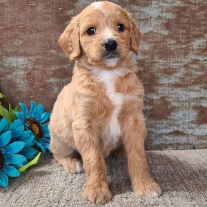 Goldendoodle Puppy Cherub