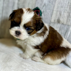 Shih Tzu Puppy Nala