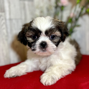 Shih Tzu Puppy Nala