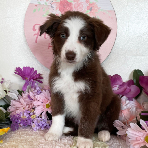 Border Collie Puppy Lovenia