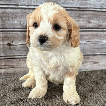 Cavapoo Puppy Bertha