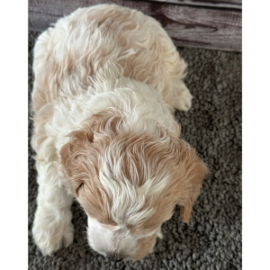 Cavapoo Puppy Bertha