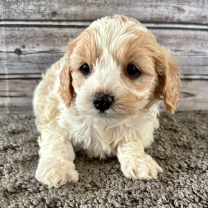 Cavapoo Puppy Bertha