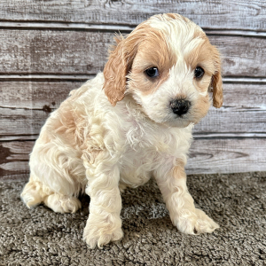 Cavapoo Puppy Bertha
