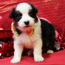 Australian Shepherd Puppy Qrew