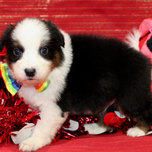 Australian Shepherd Puppy Qrew