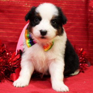 Australian Shepherd Puppy Qrew