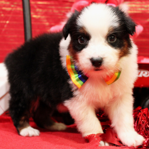 Australian Shepherd Puppy Qrew