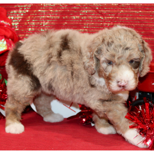 Aussiedoodle Puppy Draco