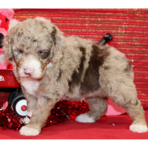 Aussiedoodle Puppy Draco