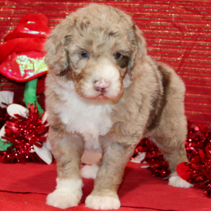 Aussiedoodle Puppy Draco