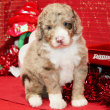 Aussiedoodle Puppy Draco