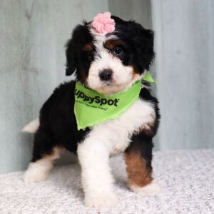 Bernedoodle Puppy Fifi
