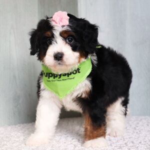 Bernedoodle Puppy Fifi
