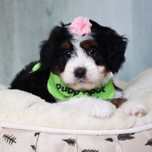 Bernedoodle Puppy Fifi