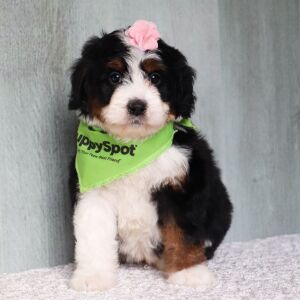 Bernedoodle Puppy Fifi