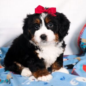 Bernedoodle Puppy Eden
