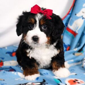 Bernedoodle Puppy Eden