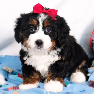 Bernedoodle Puppy Eden