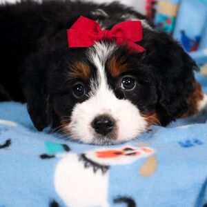 Bernedoodle Puppy Eden