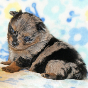 Pomeranian Puppy Princess