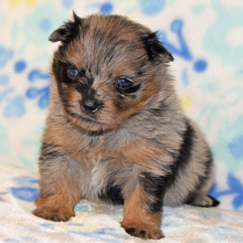 Pomeranian Puppy Princess