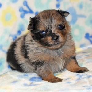 Pomeranian Puppy Princess
