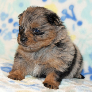 Pomeranian Puppy Princess