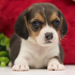Beagle Puppy Jaden