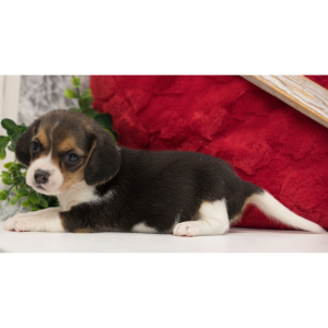 Beagle Puppy Jaden
