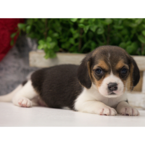 Beagle Puppy Jaden