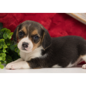 Beagle Puppy Jaden