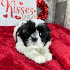Shih Tzu Puppy Mabel