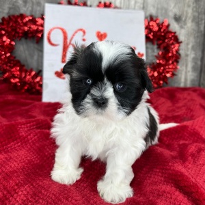 Shih Tzu Puppy Mabel