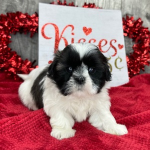 Shih Tzu Puppy Mabel