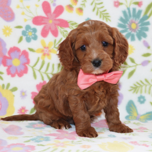 Cavapoo Puppy Jett