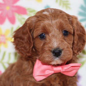Cavapoo Puppy Jett