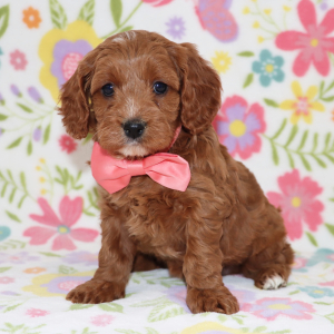Cavapoo Puppy Jett