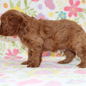 Cavapoo Puppy Jett
