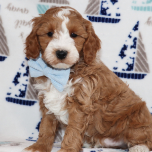 Goldendoodle Puppy Superman