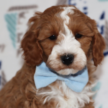 Goldendoodle Puppy Superman