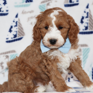 Goldendoodle Puppy Superman