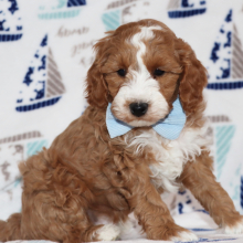 Goldendoodle Puppy Superman