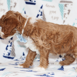 Goldendoodle Puppy Superman