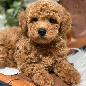 Poodle Puppy Jarvis