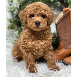 Poodle Puppy Jarvis