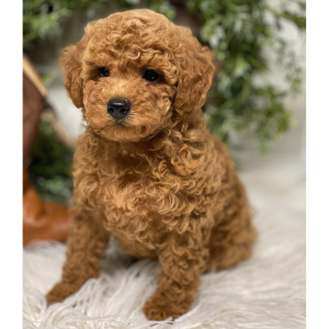 Poodle Puppy Jarvis